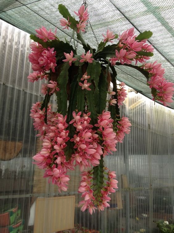 orchid cactus hanging plant