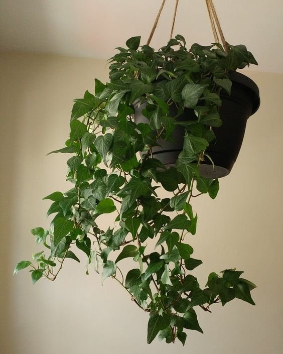 english ivy hanging plant
