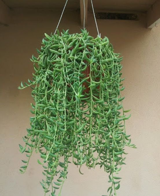 string of bananas hanging plant