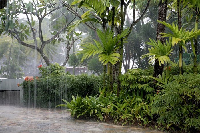 take care of garden during rainy season
