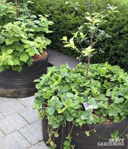 strawberry at home garden