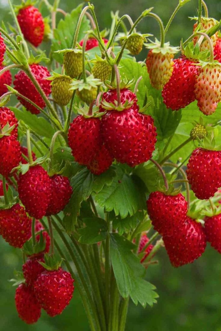 grow strawberry in home garden