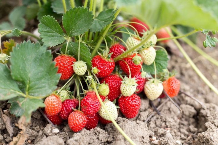 grow strawberry at home