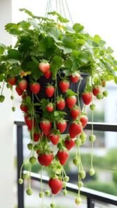 grow strawberry at home garden