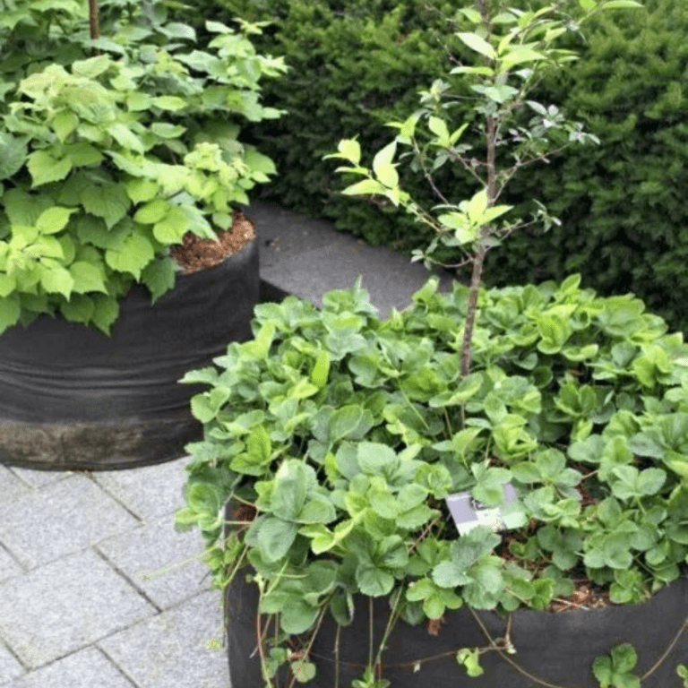 grow strawberry at home garden