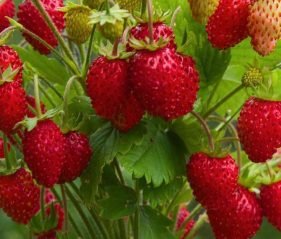 grow strawberry at home garden